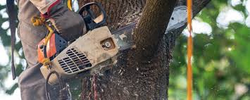 Best Lawn Maintenance Plans  in Edgewood, NM