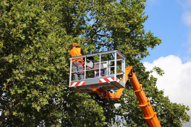 How Our Tree Care Process Works  in  Edgewood, NM
