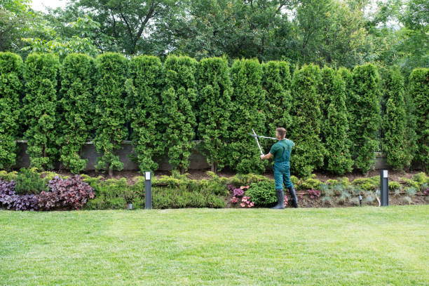 Best Pest Control for Lawns  in Edgewood, NM
