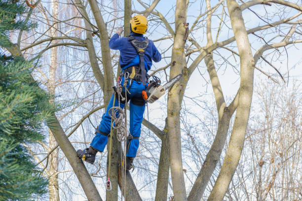 How Our Tree Care Process Works  in  Edgewood, NM