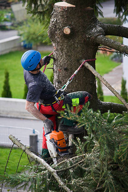 Best Storm Damage Tree Cleanup  in Edgewood, NM