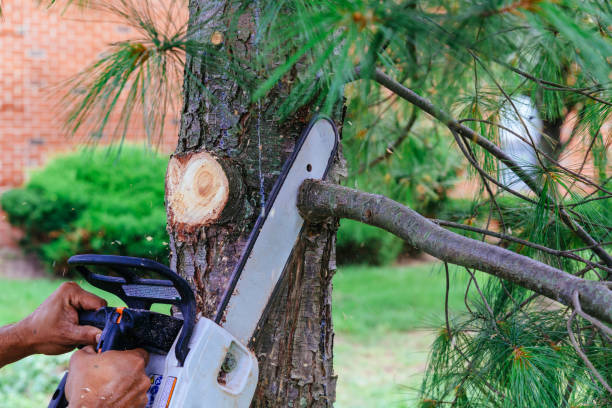 Best Fruit Tree Pruning  in Edgewood, NM